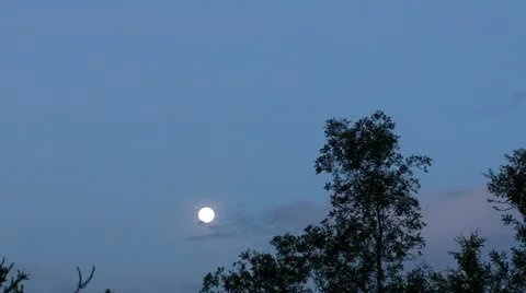 Daylight full moon and tree tops Stock Footage 10901314