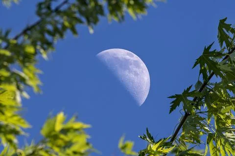 Daylight half moon Fotos Stock