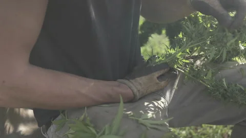 Daylight leaf trimming on open hemp field Stock Footage 316536146