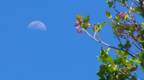 Daylight Moon and wind blowing flowers Stock Footage 6828324