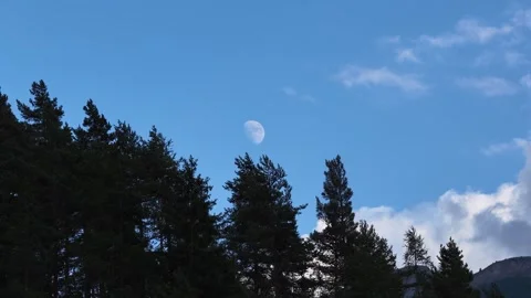 Daylight moon moving behind silhouetted pine trees Stock Footage 318278121