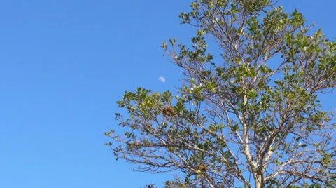 Daylight Moon Tree and Bird Nest Zoom Stock Footage 7755660