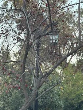 Daylight in a Park with Dry Trees Stock Photos