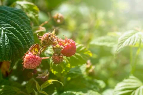 Daylight. raspberry bush on it is a red berry. ripened. Close-up Stock Photos