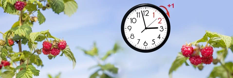 Daylight Saving Time. DST. Wall Clock going to winter time. Turn time forward Stock Photos