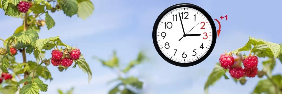 Daylight Saving Time. DST. Wall Clock going to winter time. Turn time forward Stock Photos