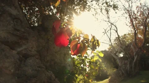 The daylight seen through the tree branch 動画素材 141863089