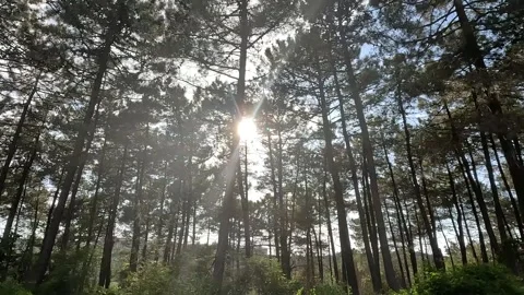 Daylight Shining Through Trees Landscape Stock Footage 339944793