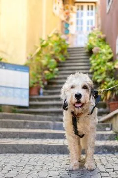 Daylight Stroll: A Low-Angle, Vertical Shot of a Light-Colored, Curly-Furred Dog 库存照片