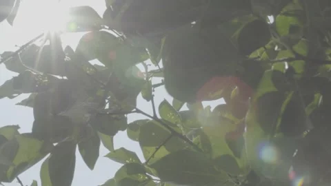 Daylight sunshine through the leaves Stock Footage 303395765