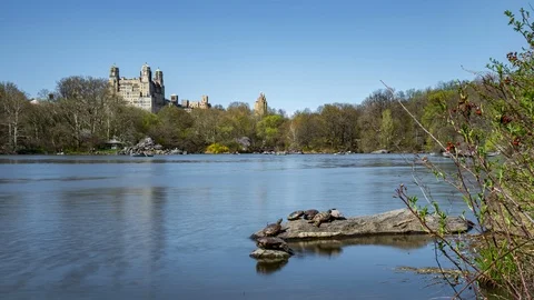 Daylight Timelapse Turtle on the Rock at The Lake of Central Park Stock Footage 123871059