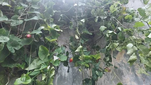 Daylight on Wall Garden Video stock 297605454