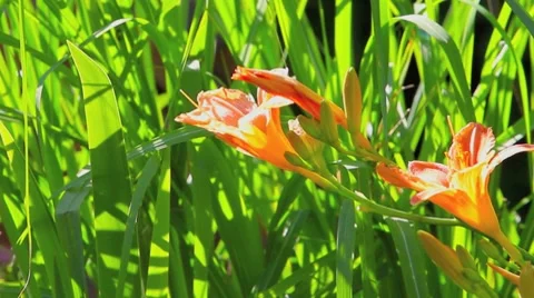 Daylilies - Hemerocallis Stock Footage 7754925