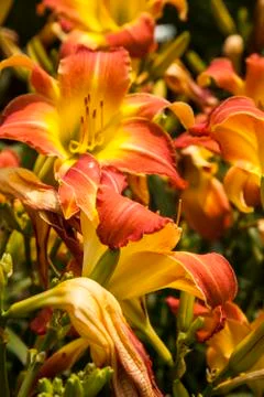 Daylilies Stock Photos