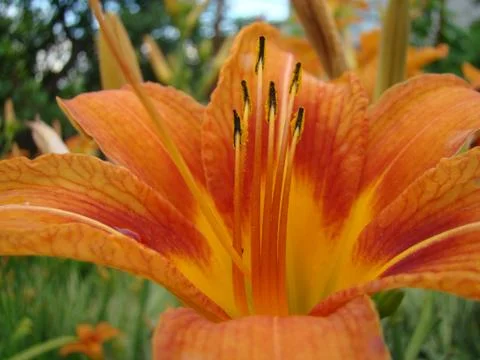 Daylilies Foto stock