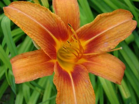 Daylilies Stock-Fotos