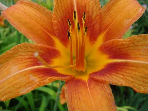 Daylilies Stock Photos