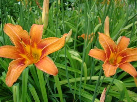 Daylilies Stock-Fotos