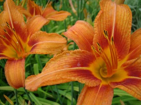 Daylilies 스톡 사진