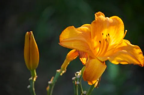 Daylillies Stock Photos