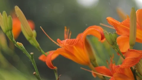 Daylilly in Rain (HD) 库存影片 122533872