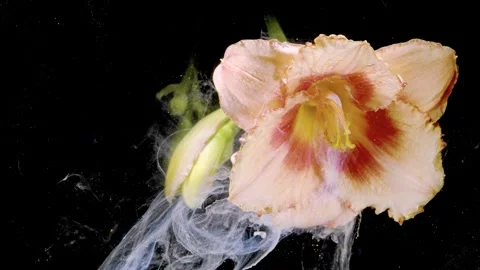 Daylily blossom immersed in translucent white fluid with gold particles  Stock Footage 339768817