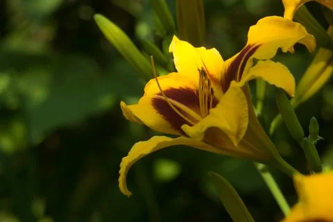 Daylily Bonanza Flower Stock Photos