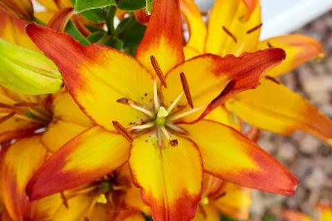 Daylily in close up view Stock Photos
