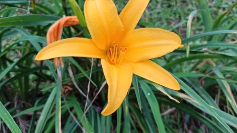 Daylily Flower in Bloom Video stock 310494640