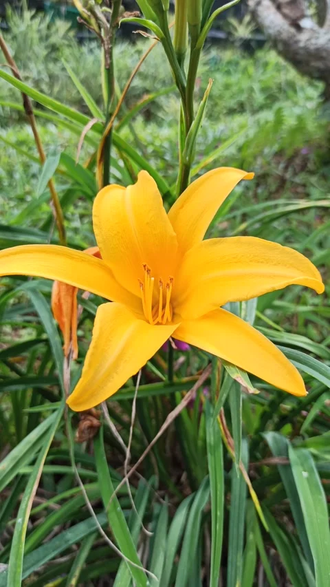 Daylily Flower in Bloom Stock Footage 310496461