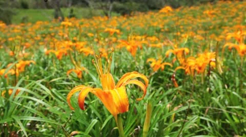 Daylily flower Stock Footage