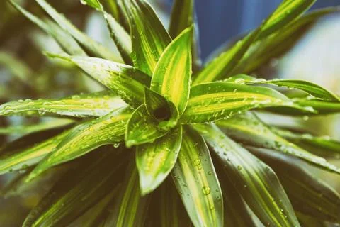 Daylily foliage spring pattern close-up dew drops floral background toned Foto stock