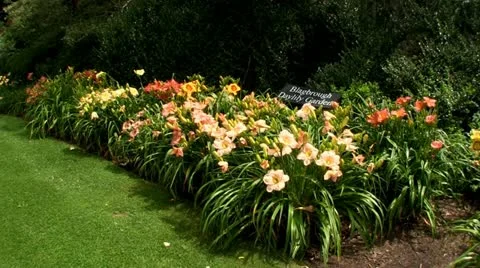 Daylily garden Video stock 12249685