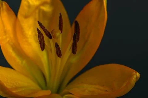 Daylily , partial frontal close up Stock Photos