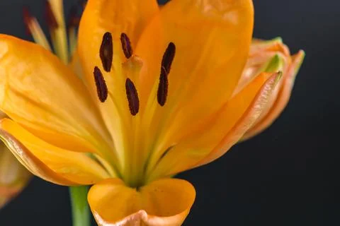 Daylily , partial frontal close up Stock Photos