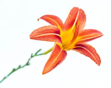 Daylily Stock-Fotos