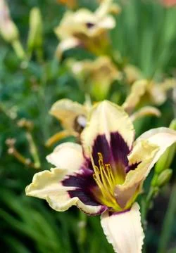 Daylily Stock Photos