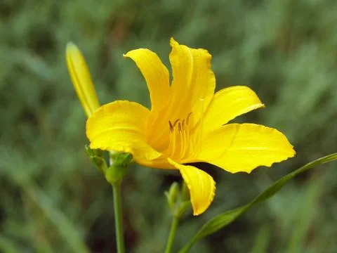 Daylily Stock Photos