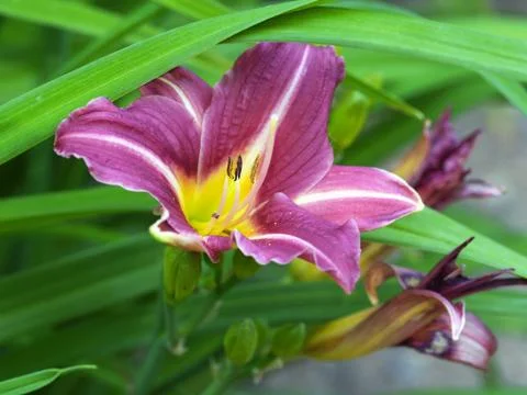 Daylily Stock Photos