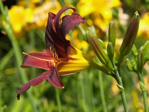 Daylily Stock Photos