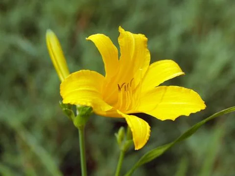 Daylily Stock Photos