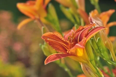 Daylily Stock Photos