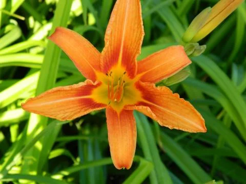 Daylily Stock Photos