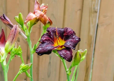 Daylily Stock Photos