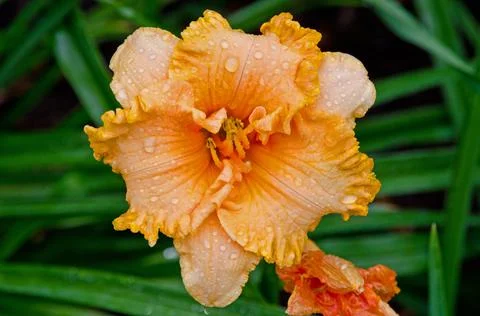 Daylily Stock Photos