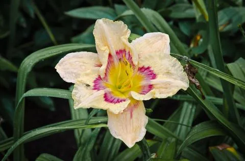 Daylily Foto stock