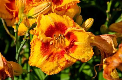 Daylily Stock Photos