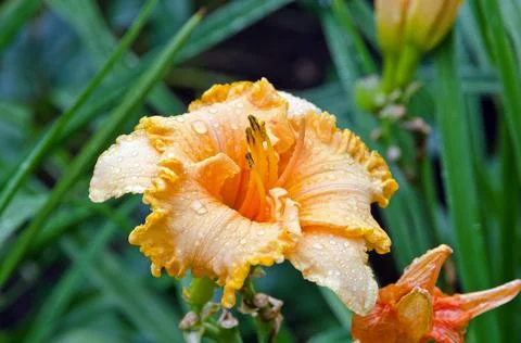 Daylily Stock Photos