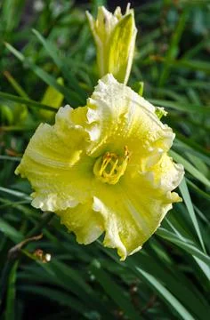Daylily Stock Photos