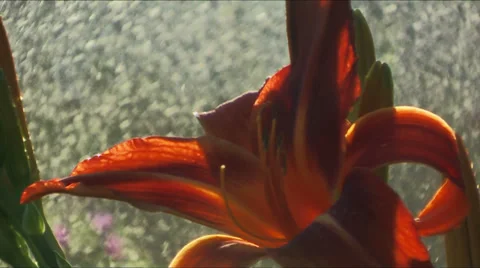 Daylily watering close up Stock Footage 33805817